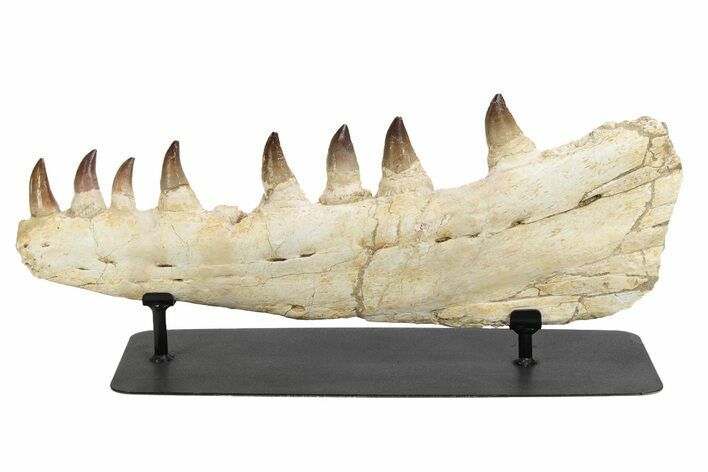 Mosasaur Jaw (Prognathodon) With Custom Stand #236860